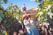 balderrama winery
